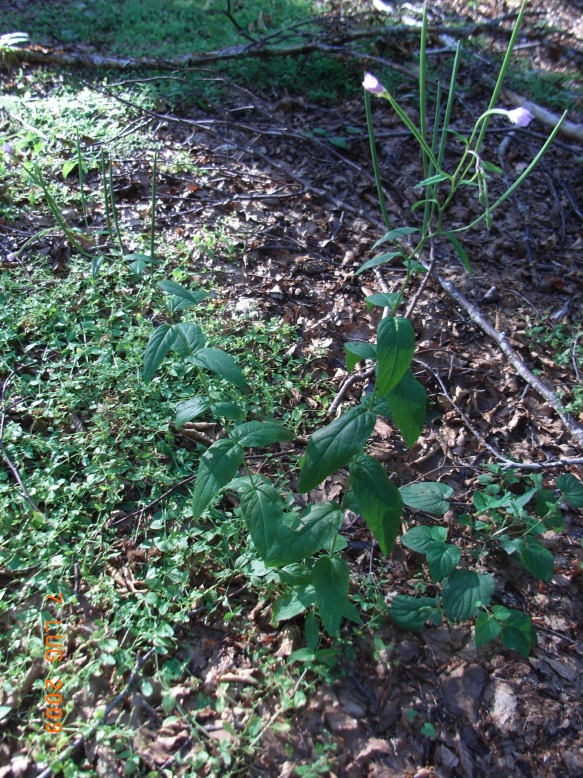 Epilobium